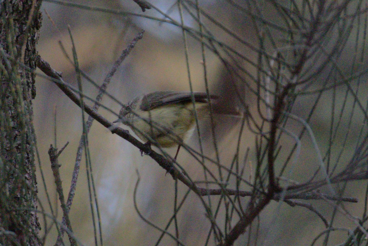 Buff-rumped Thornbill - ML643748552