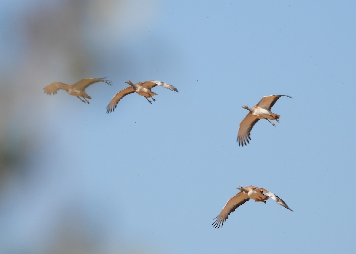 Great Bustard - ML643748553