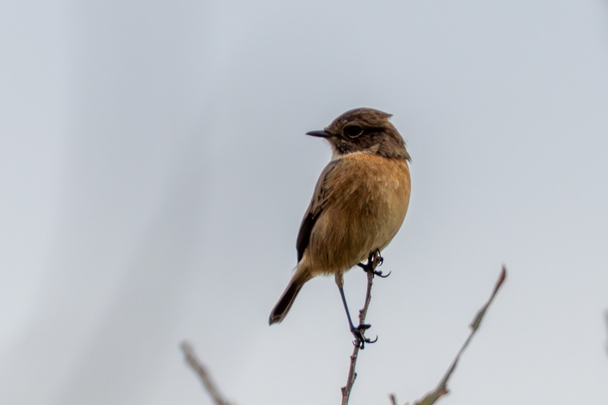 European Stonechat - ML643748559