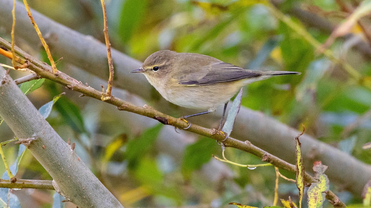 Mosquitero Común - ML643748572