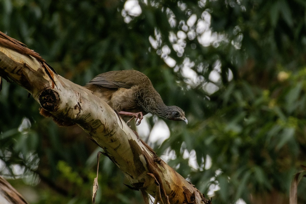 Chachalaca Colombiana - ML643748582