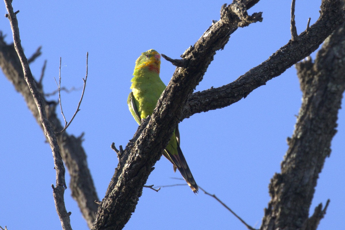 Perico Soberbio - ML643748586