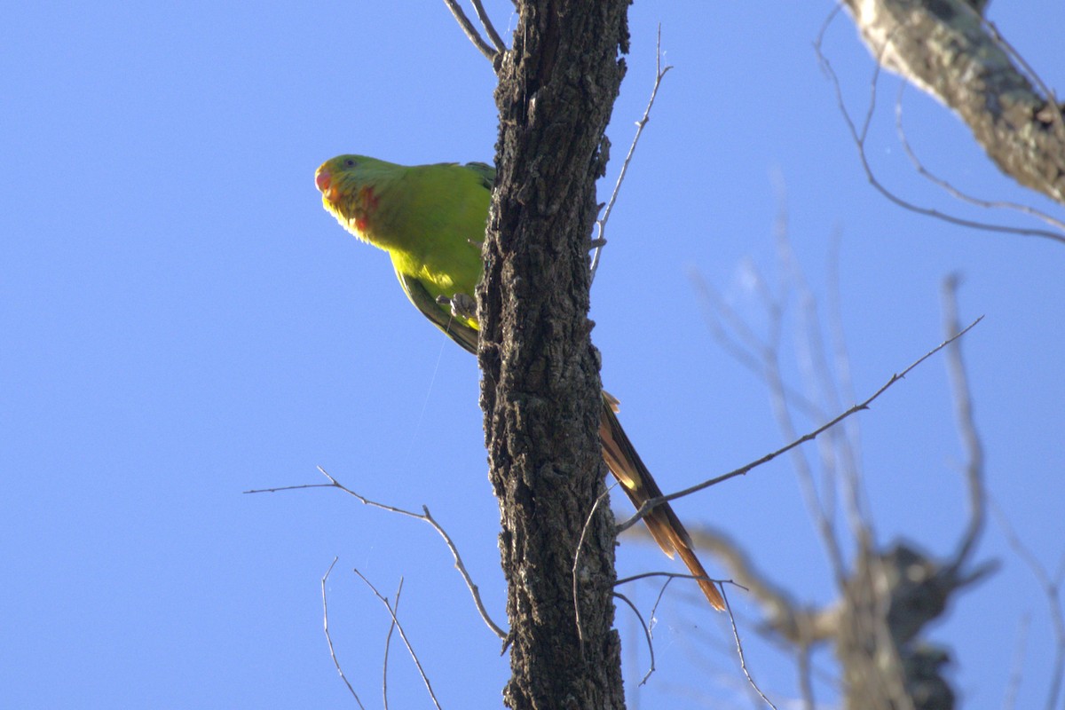 Perico Soberbio - ML643748587