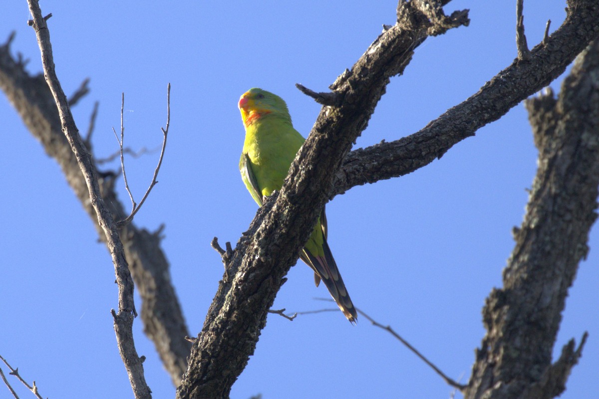 Perico Soberbio - ML643748588
