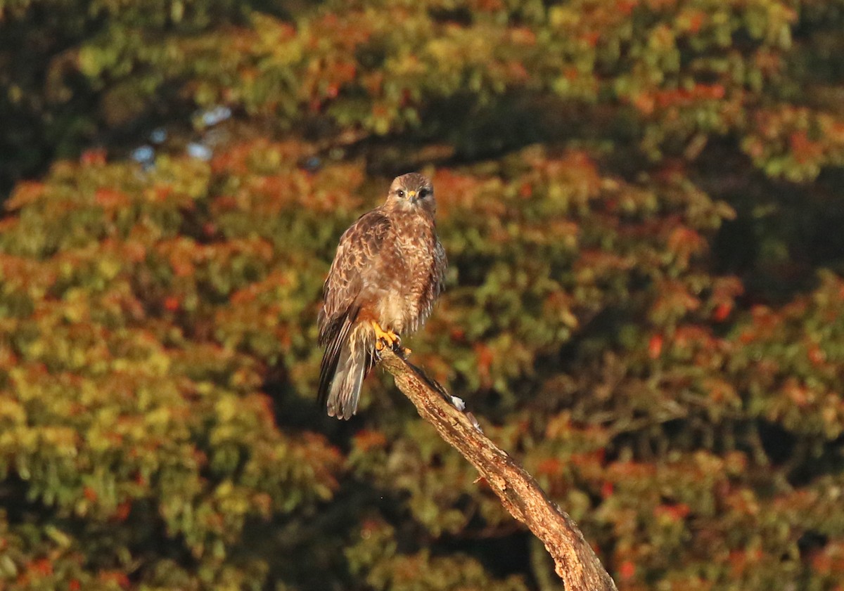 Common Buzzard (Steppe) - ML643748591