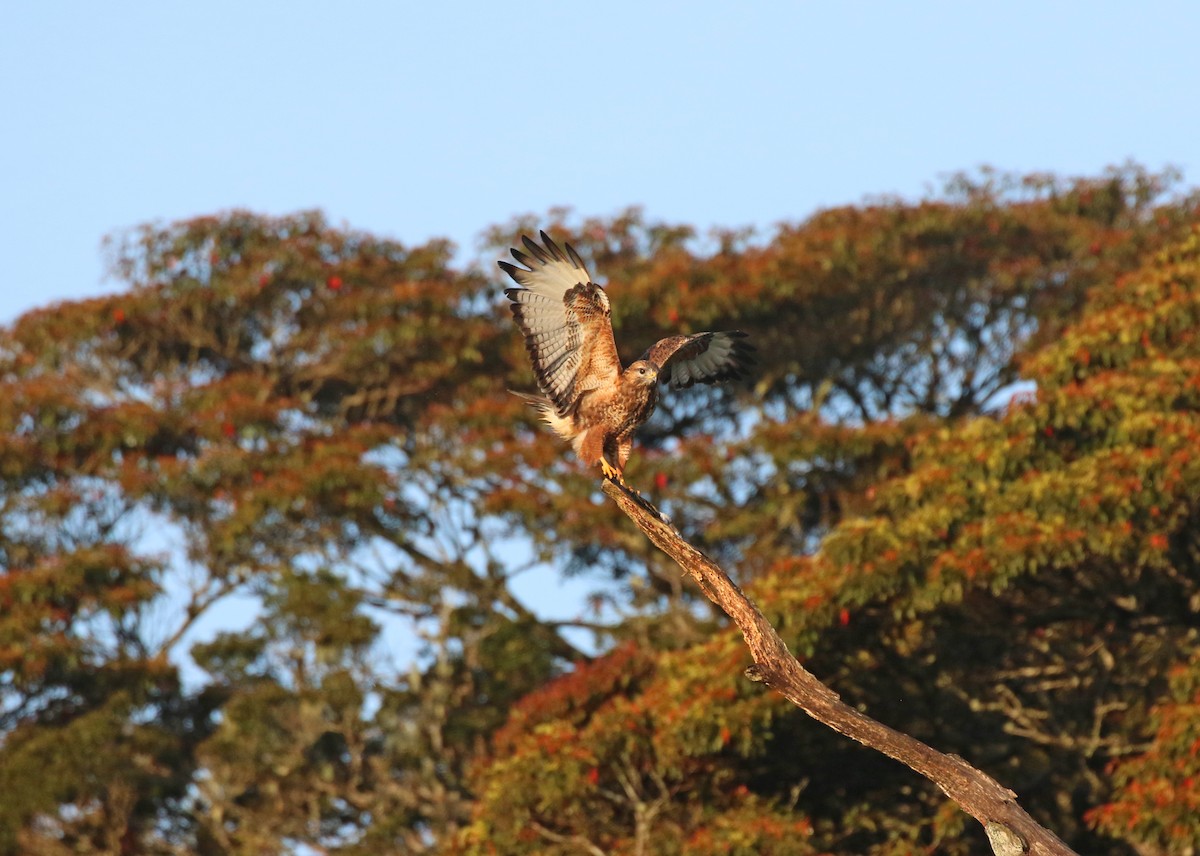 Common Buzzard (Steppe) - ML643748592