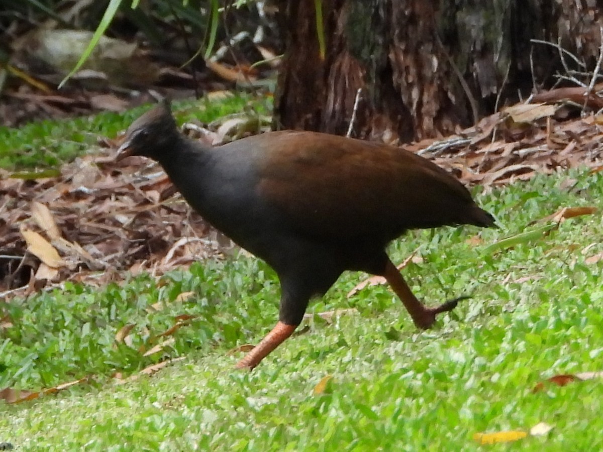 Talégalo de Reinwardt - ML643748594