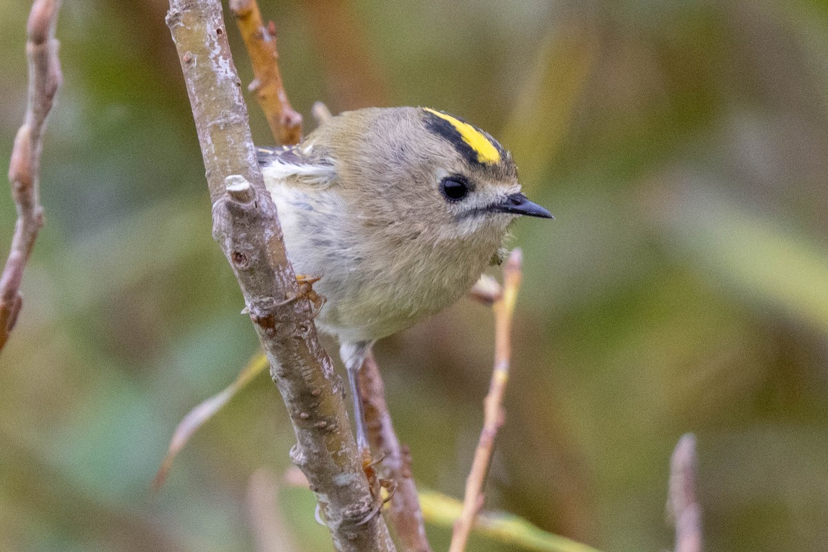 Goldcrest - ML643748597