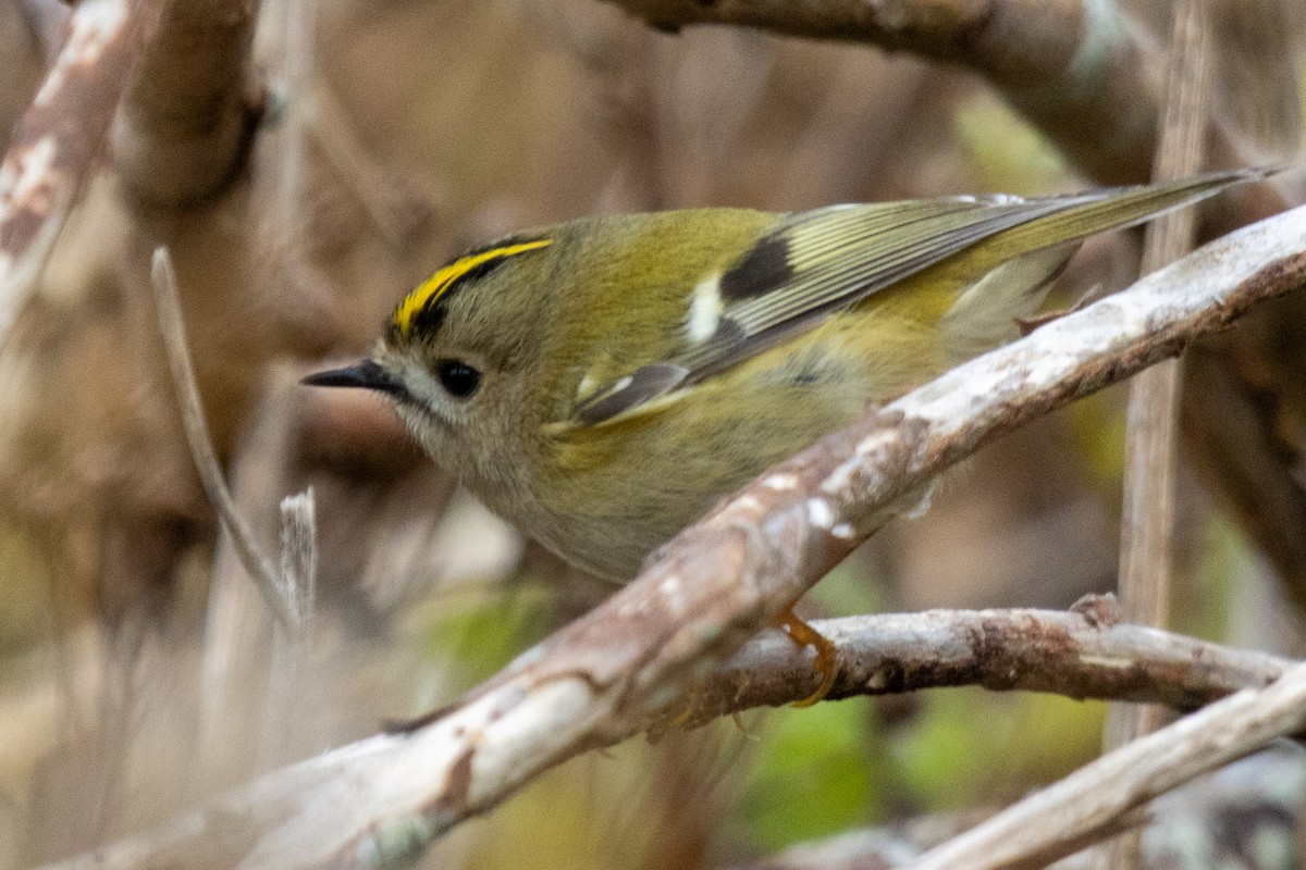 Goldcrest - ML643748598