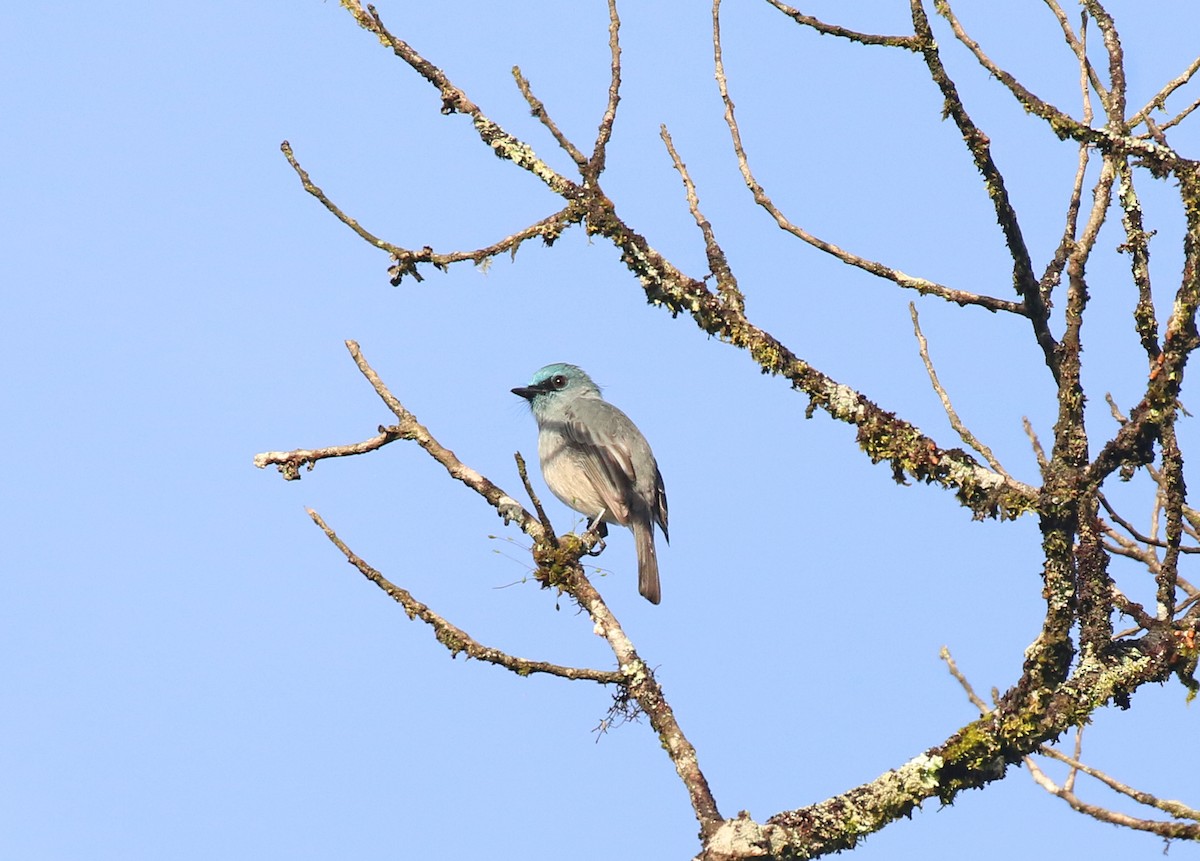 Dull-blue Flycatcher - ML643748600