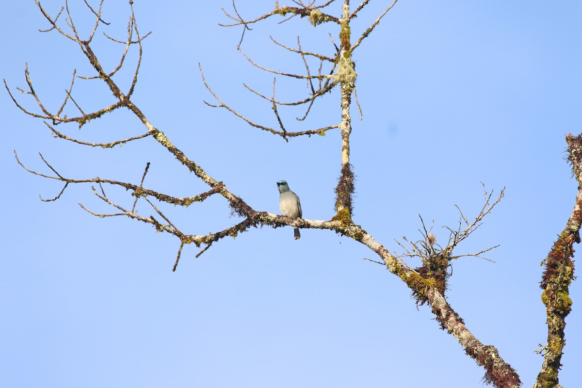 Dull-blue Flycatcher - ML643748601
