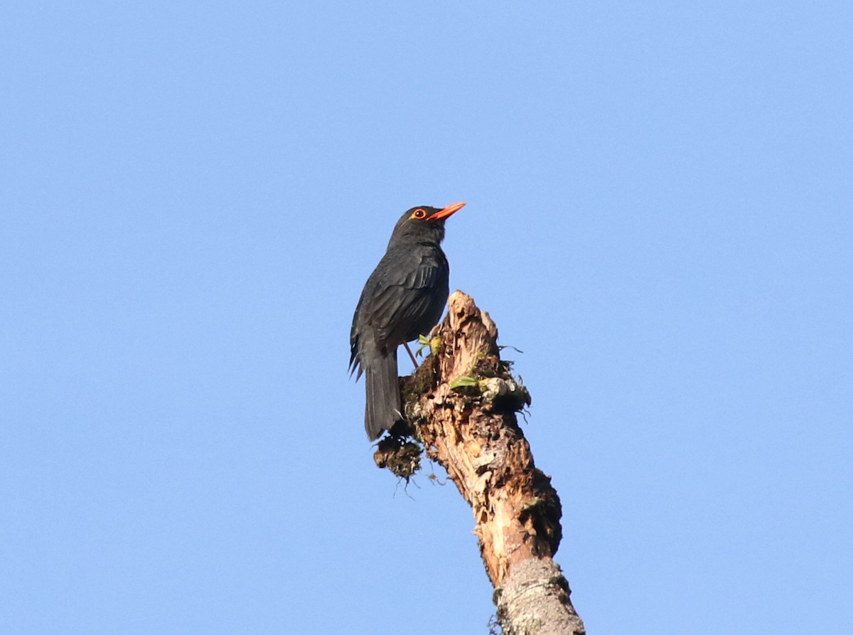 Indian Blackbird (Sri Lanka) - ML643748616