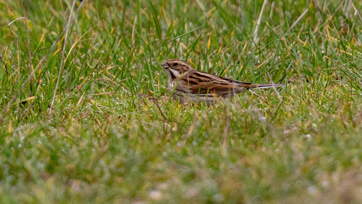 Reed Bunting - ML643748621