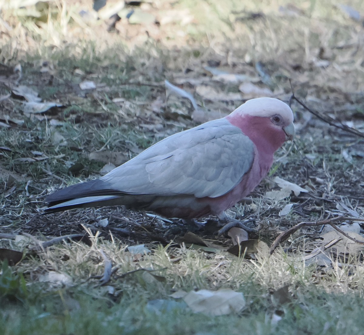Galah - ML643748623