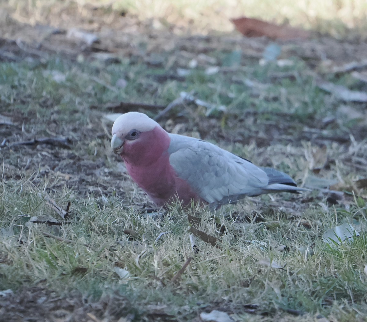 Galah - ML643748624