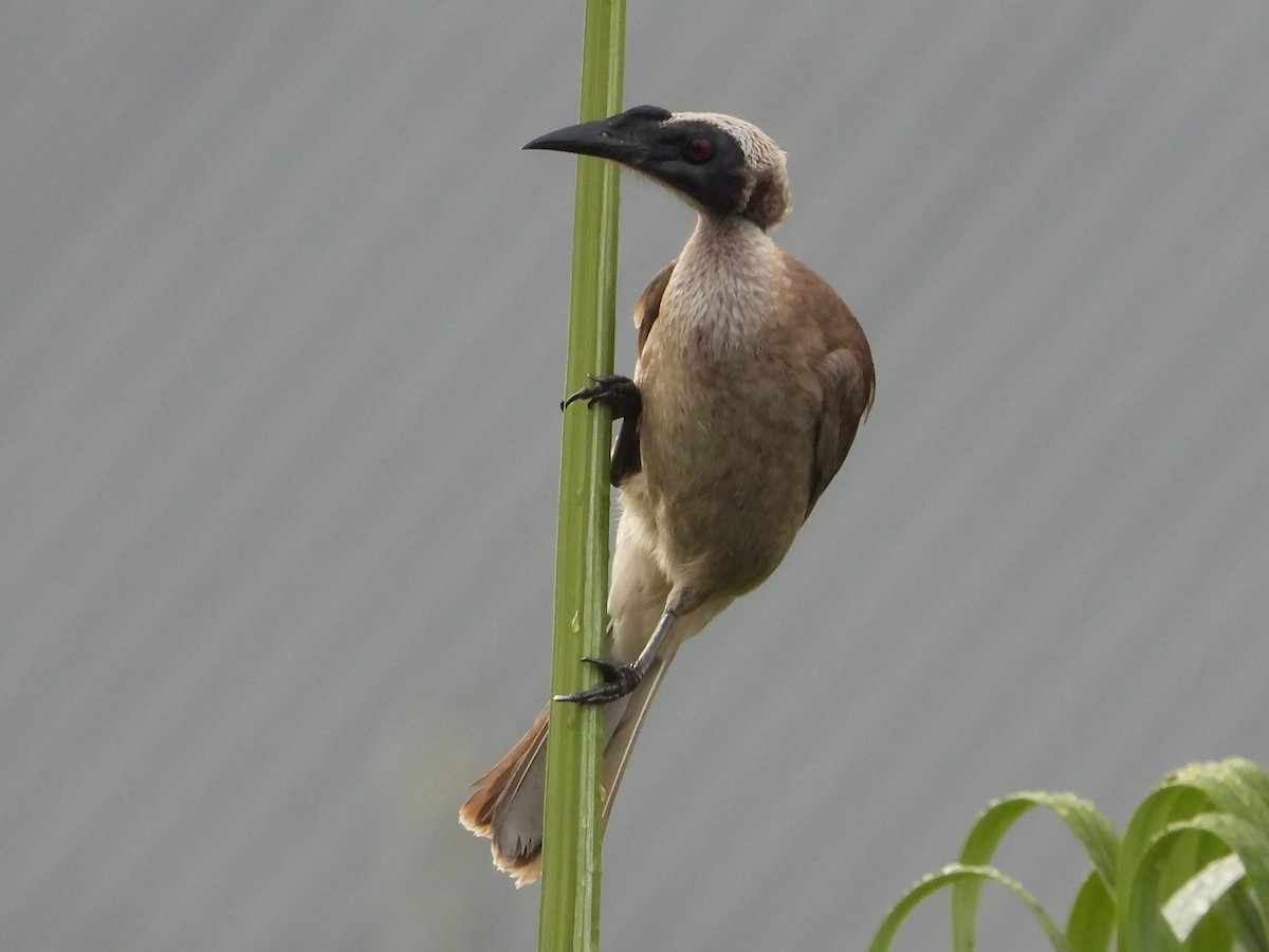 Helmeted Friarbird - ML643748625