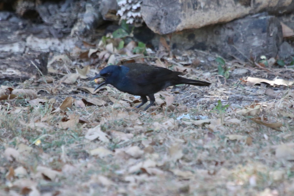 Common Grackle (Bronzed) - ML643748632