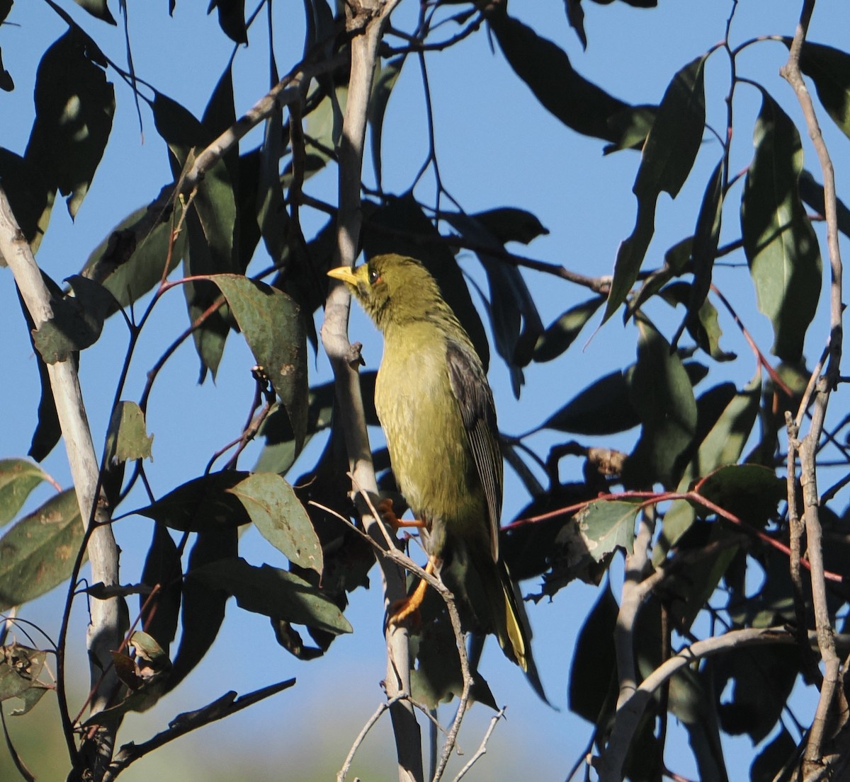 Bell Miner - ML643748670