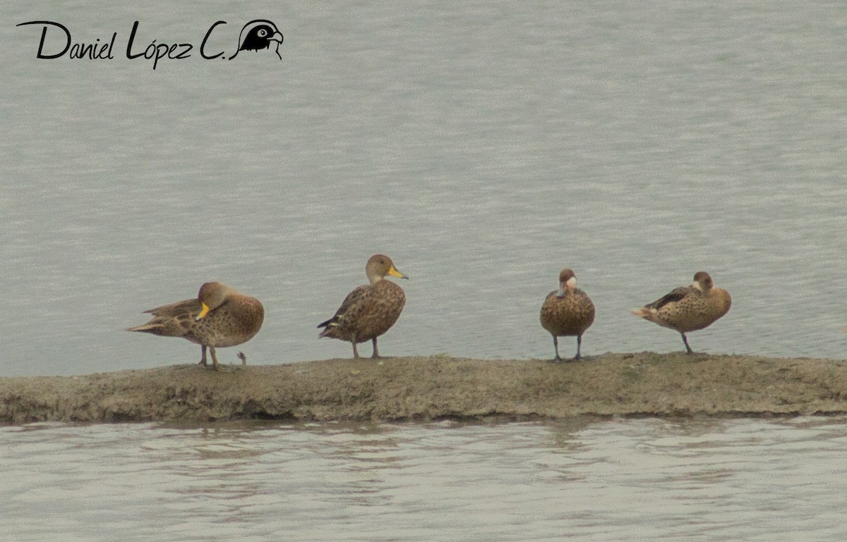 Yellow-billed Pintail - ML64374871