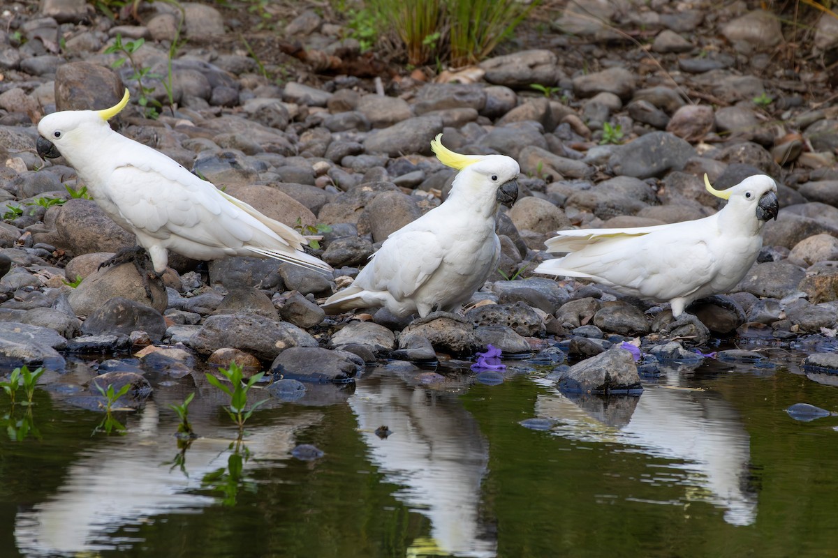 Sulphur-crested Cockatoo - ML643748806