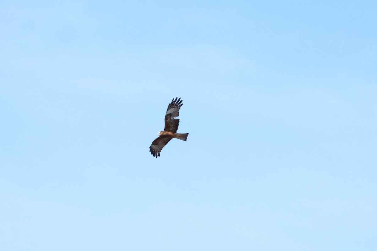 Square-tailed Kite - ML643748809