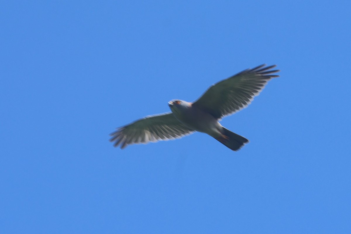 Fiji Goshawk - ML643748812