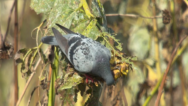 Rock Pigeon (Feral Pigeon) - ML643748817
