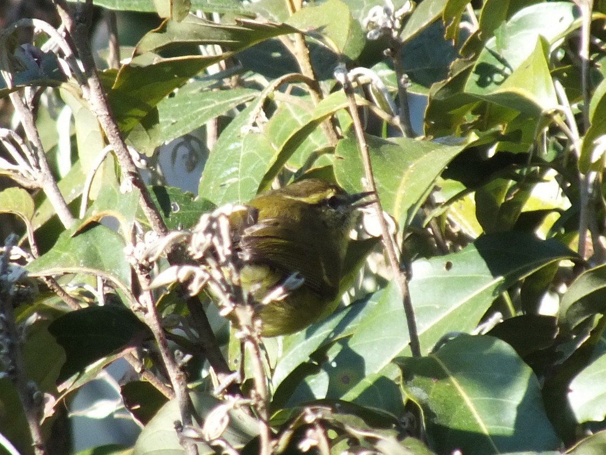 Negros Leaf Warbler - ML643748847