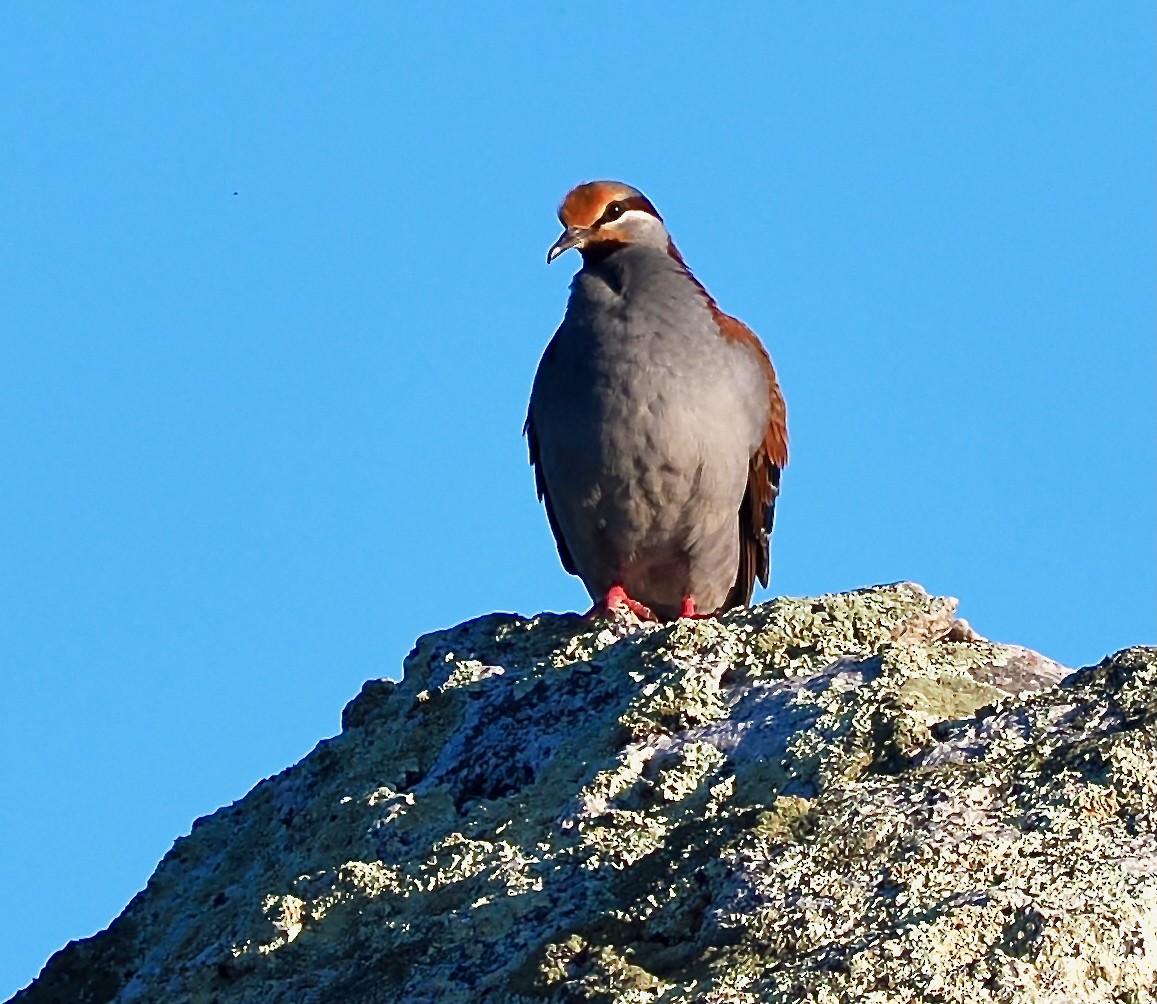 holub pestrokřídlý - ML643748849