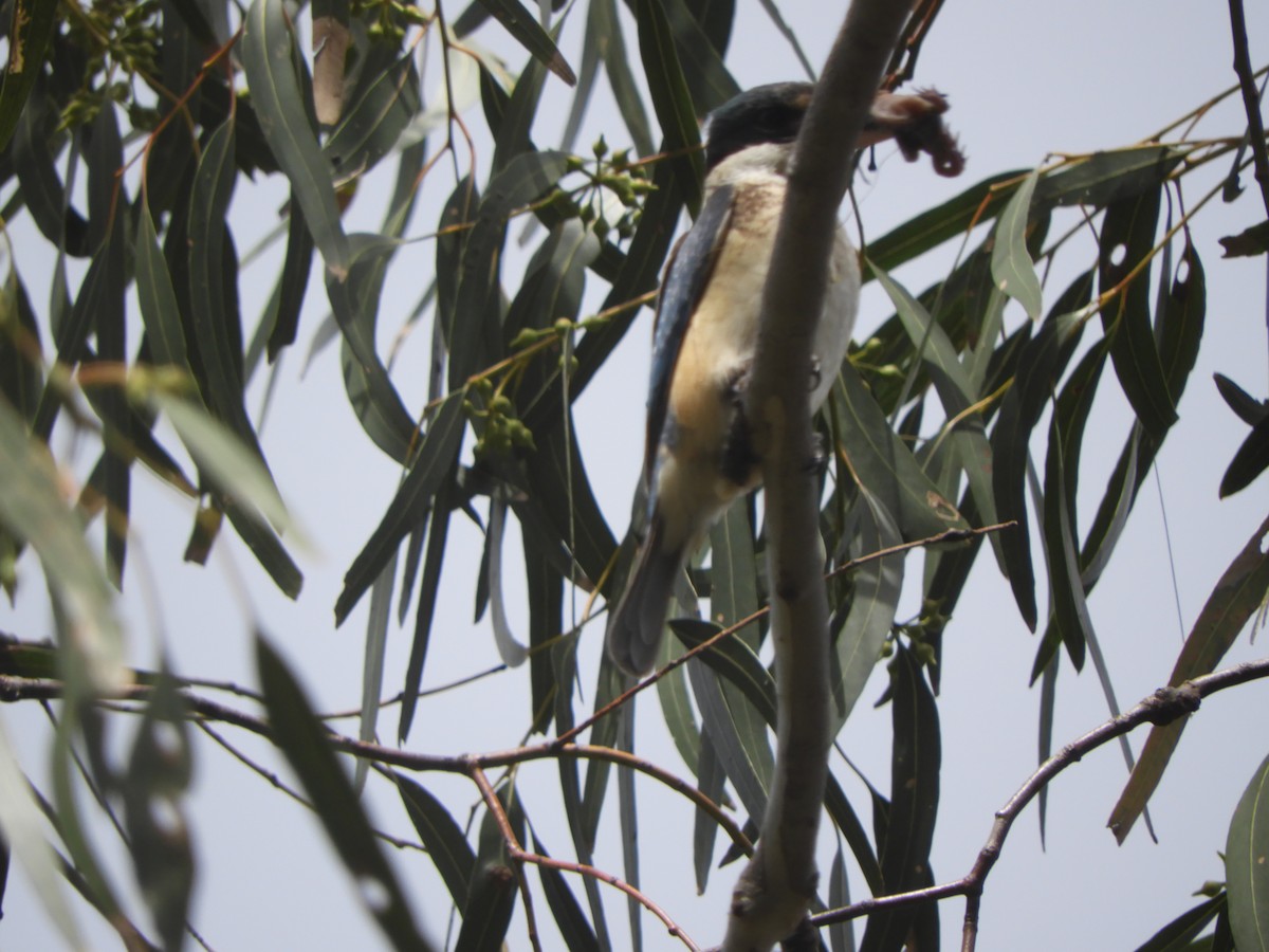 Sacred Kingfisher - ML643748863
