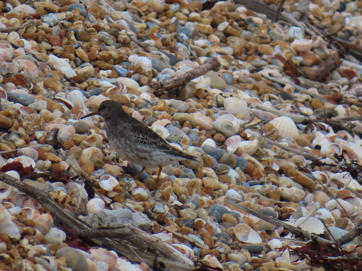 Purple Sandpiper - ML643748864