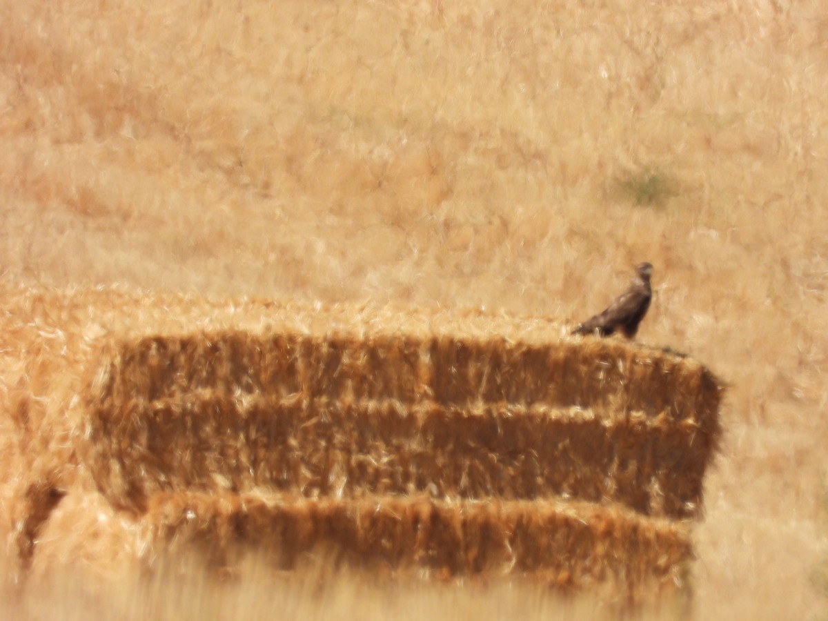 Common Buzzard - ML643748866