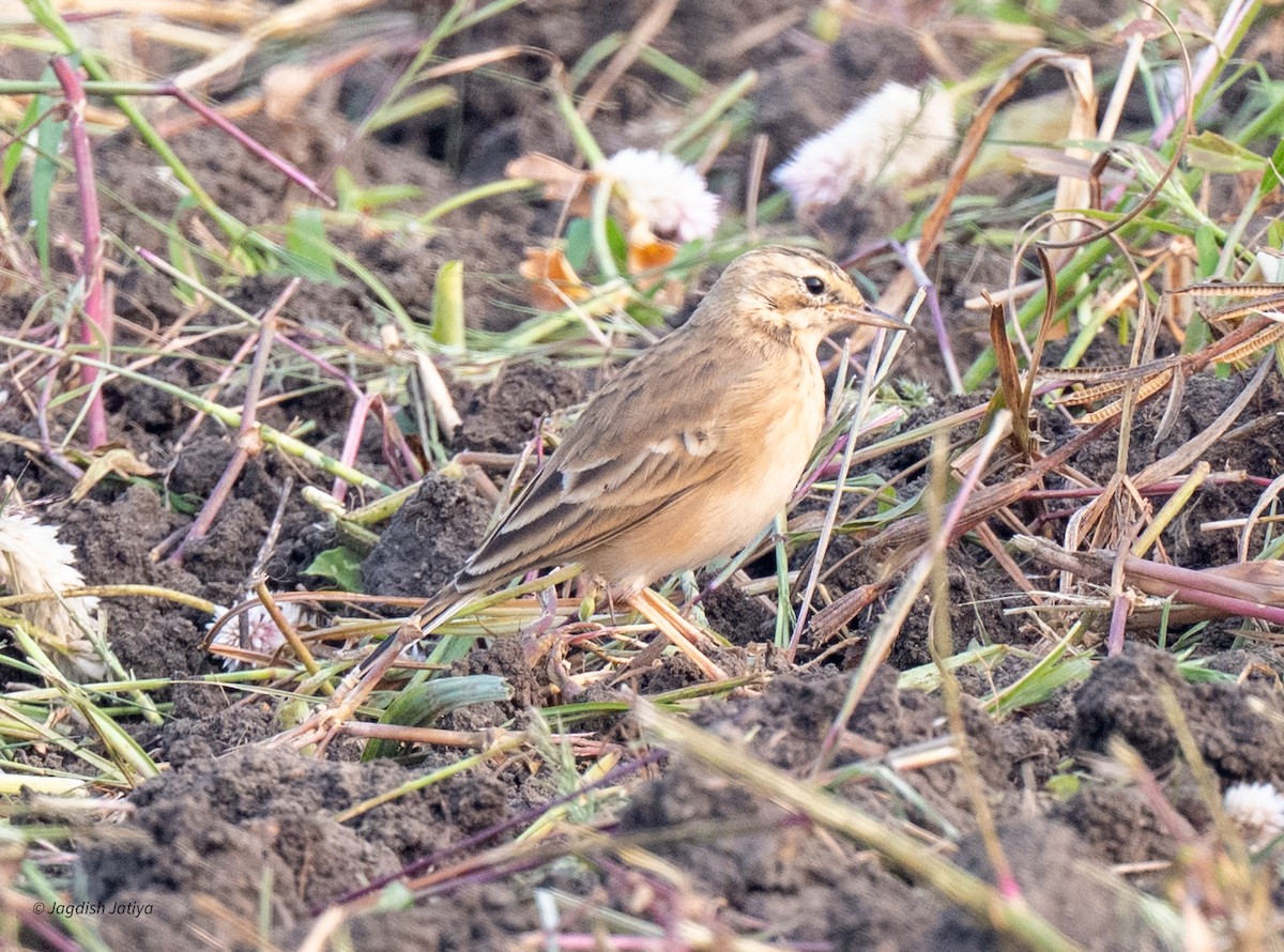 Paddyfield Pipit - ML643748867