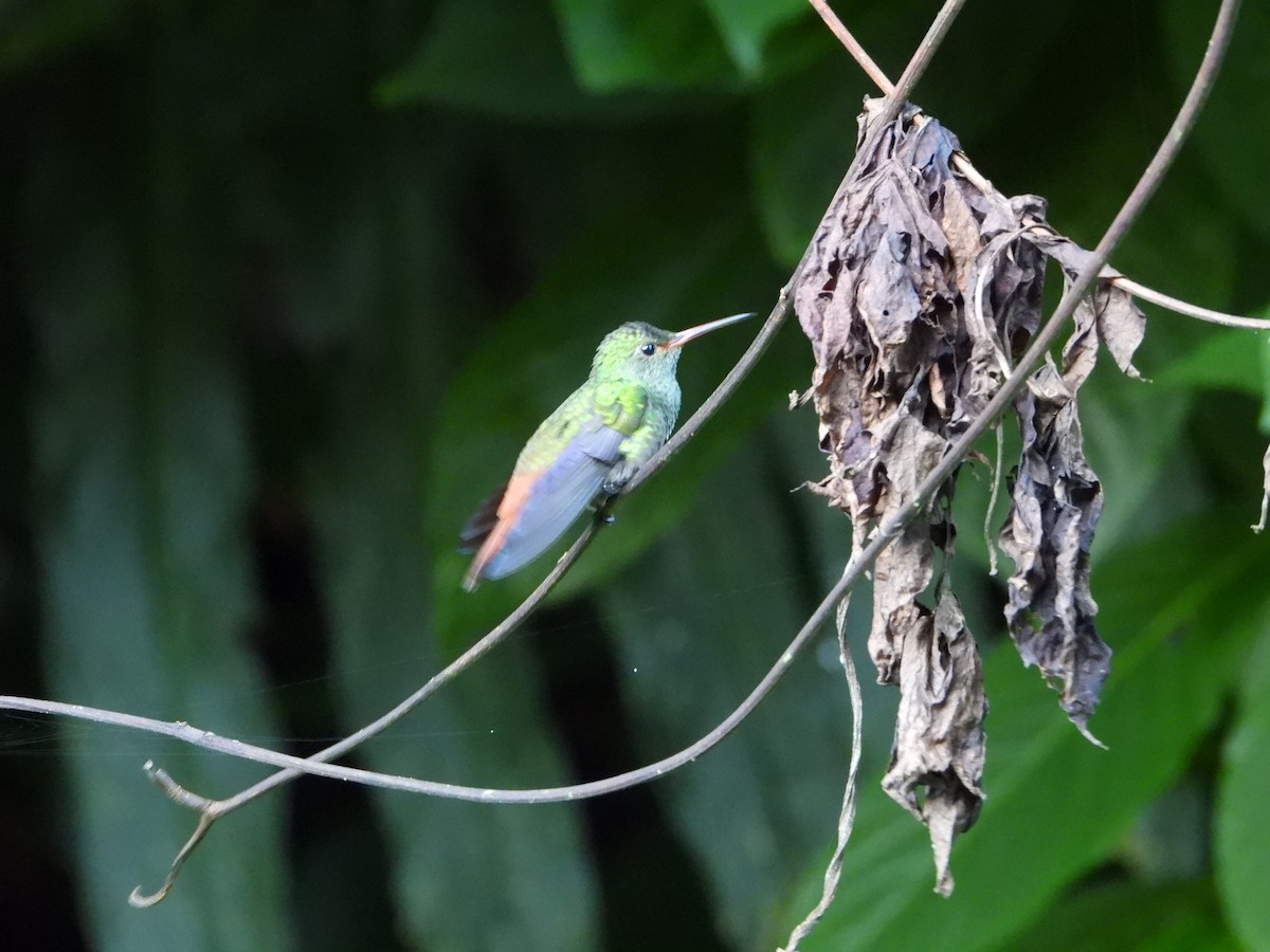 Rufous-tailed Hummingbird - ML643748870