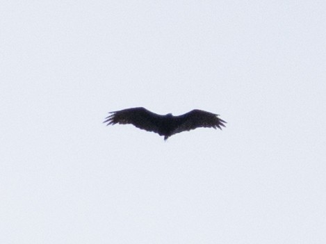 Turkey Vulture - ML643748871