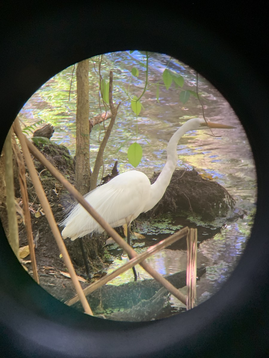 Great Egret - ML643748872