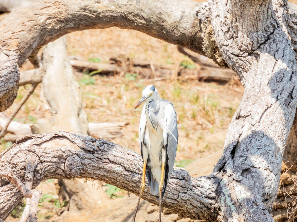 Gray Heron - ML643748873