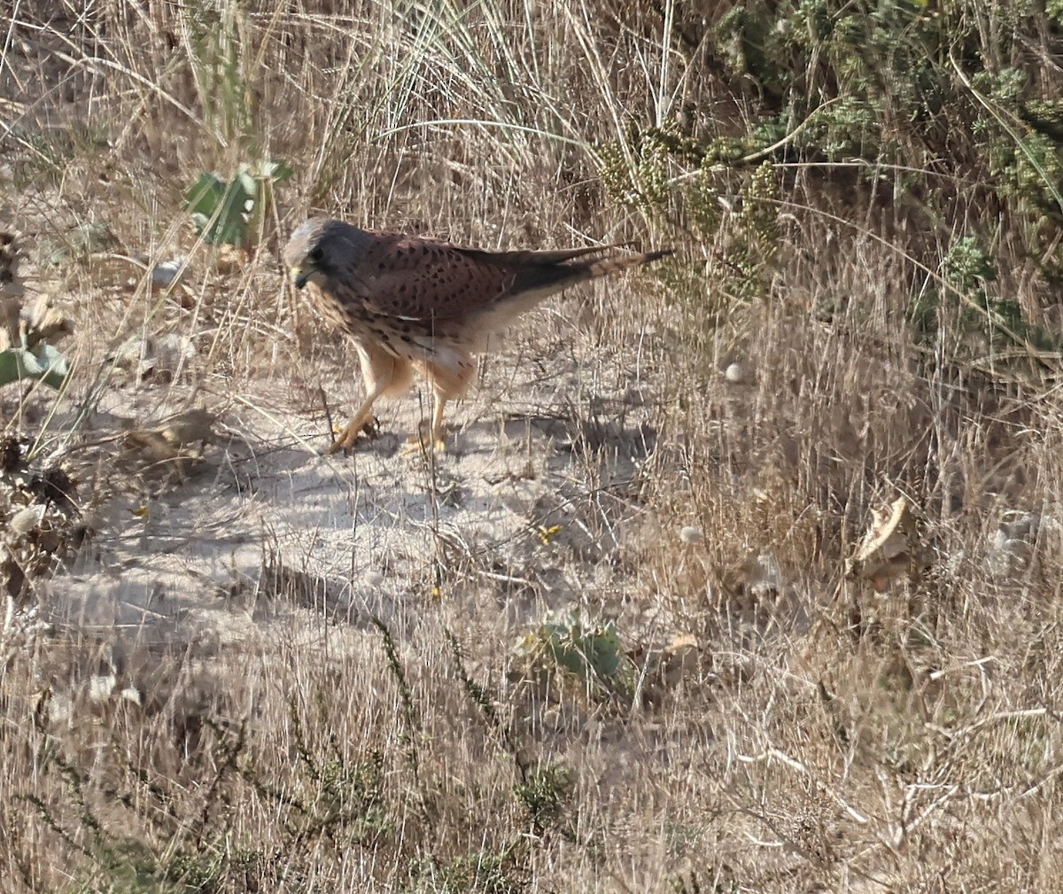 Eurasian Kestrel - ML643748874