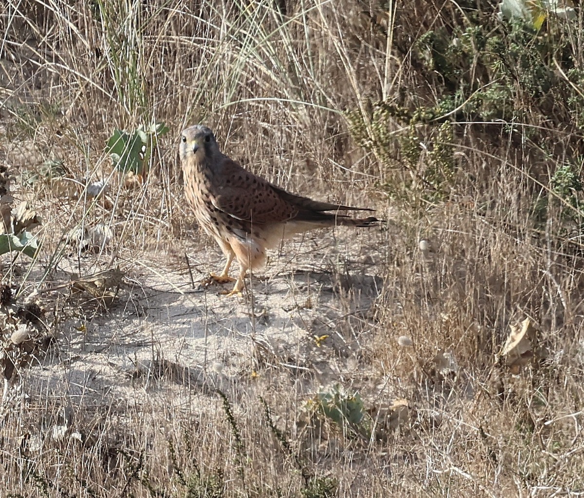 Eurasian Kestrel - ML643748875