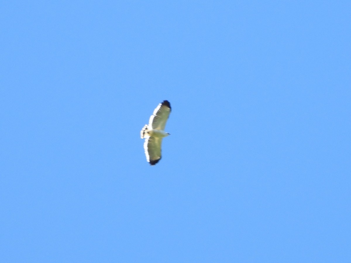 White Hawk - ML643748876