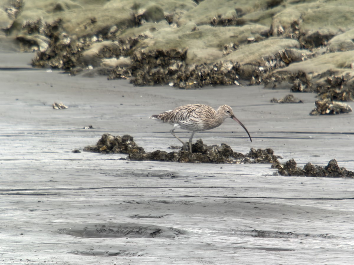 Eurasian Curlew - ML643748877