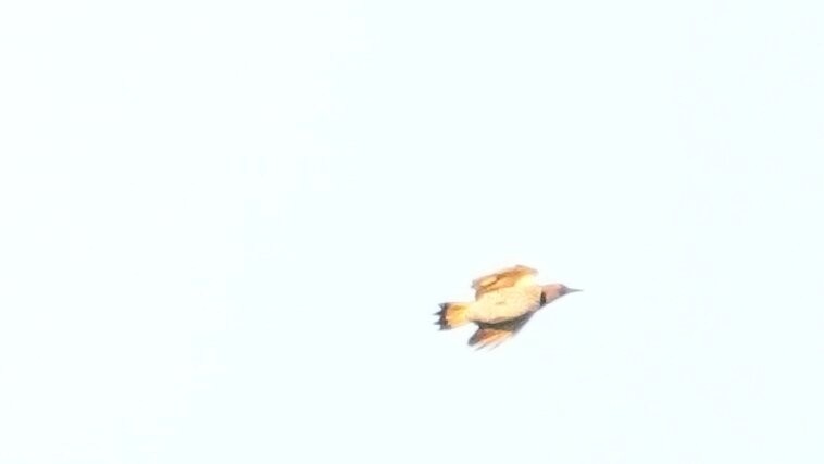 Northern Flicker - ML643748878
