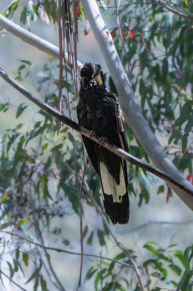 Yellow-tailed Black-Cockatoo - ML643748879