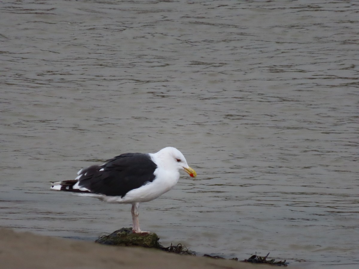 Great Black-backed Gull - ML643748880