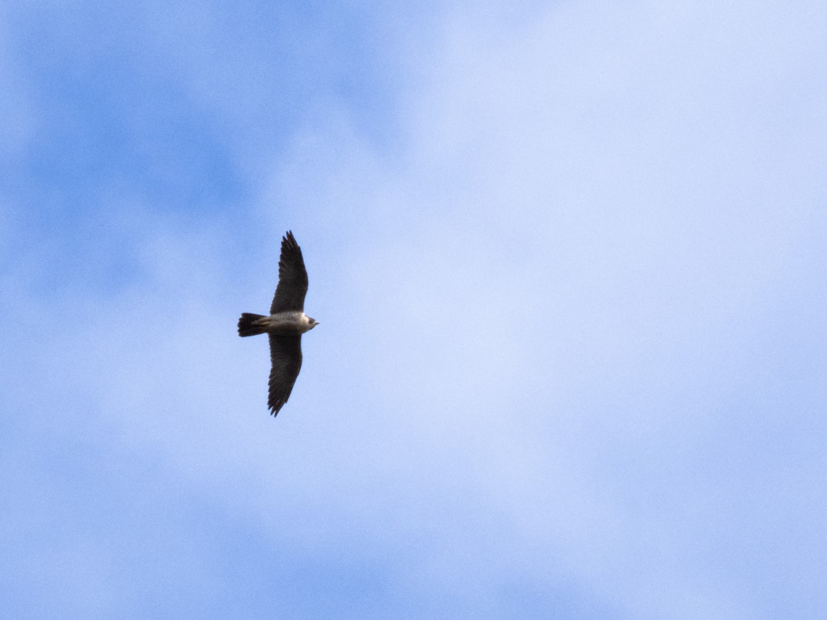 Peregrine Falcon - ML643748881