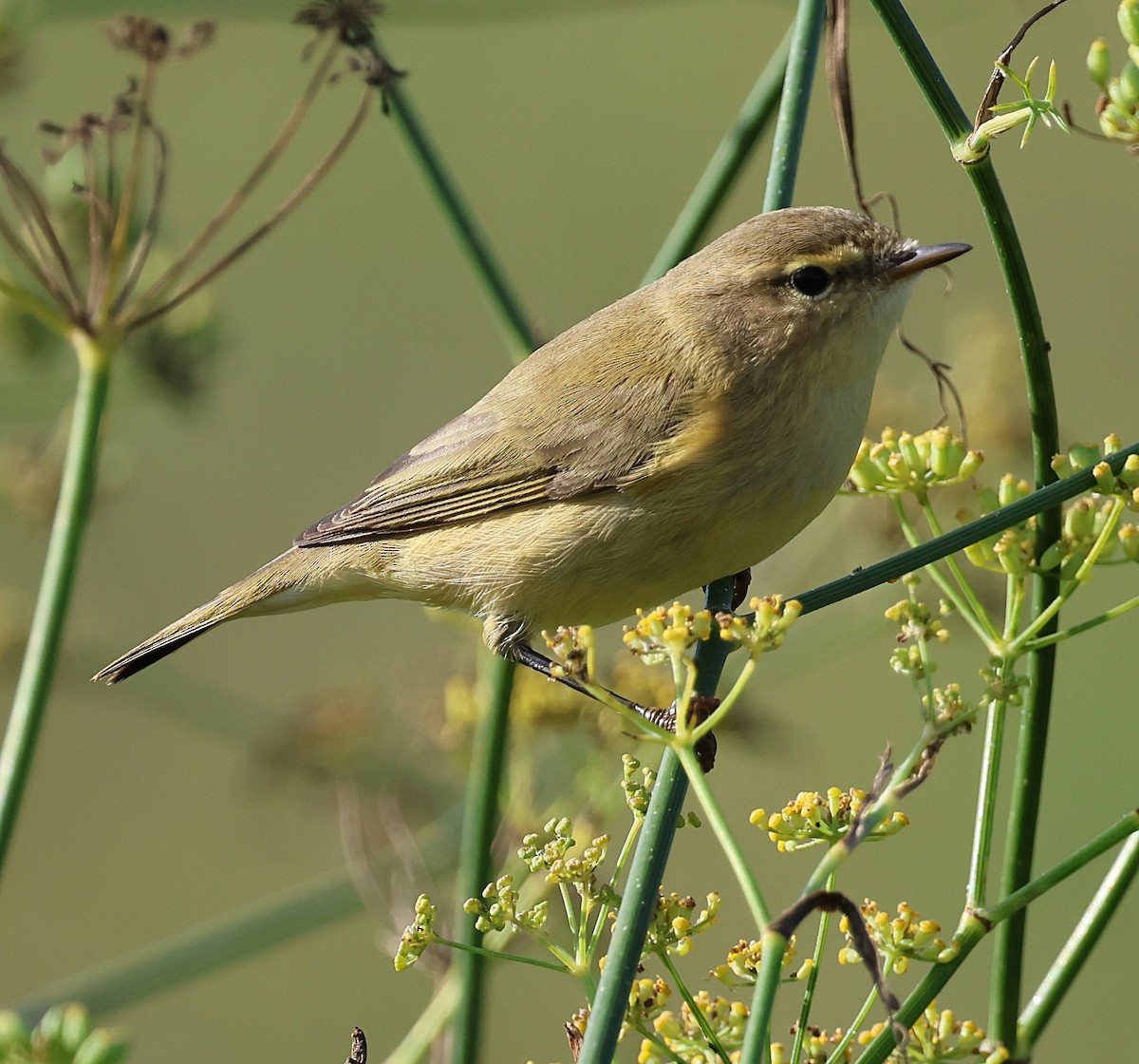 Common Chiffchaff - ML643748883