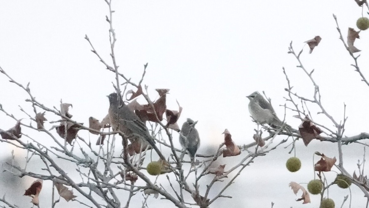 Cedar Waxwing - ML643748884