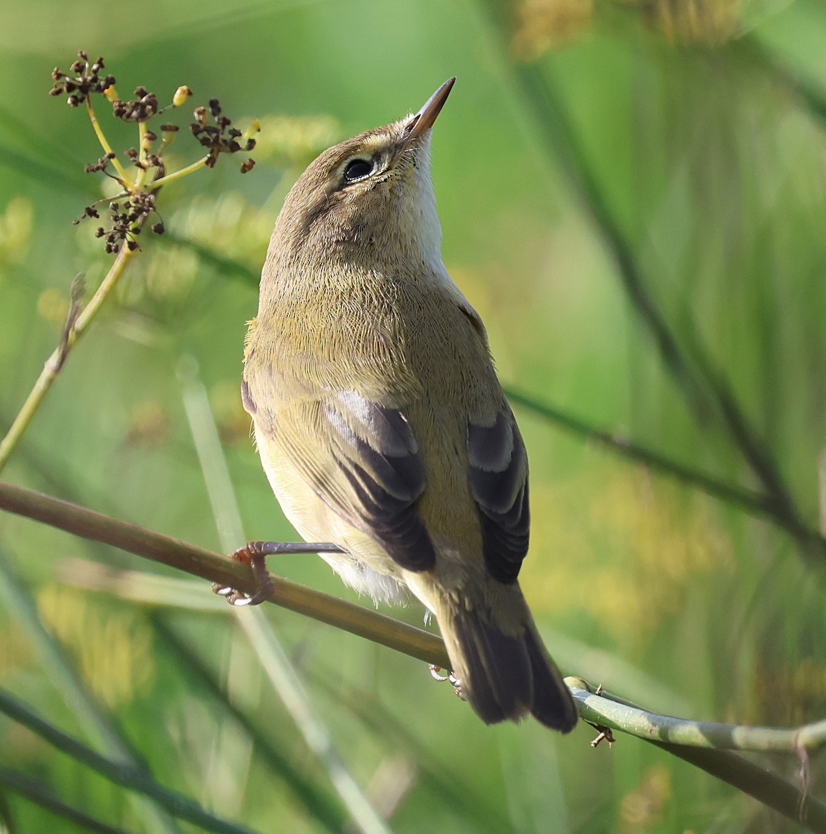 Common Chiffchaff - ML643748885
