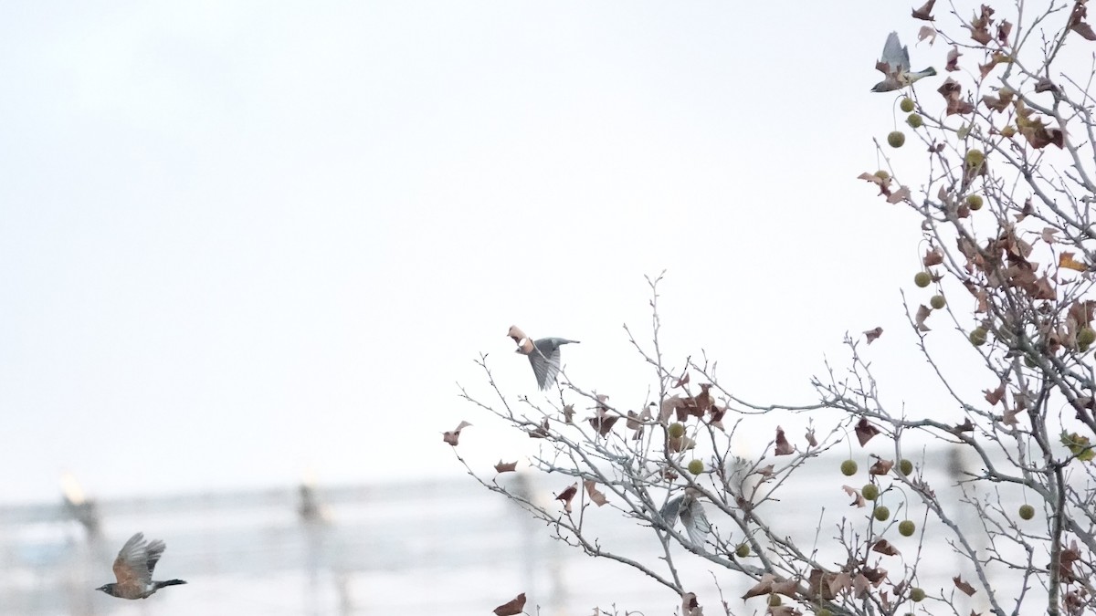 Cedar Waxwing - ML643748886