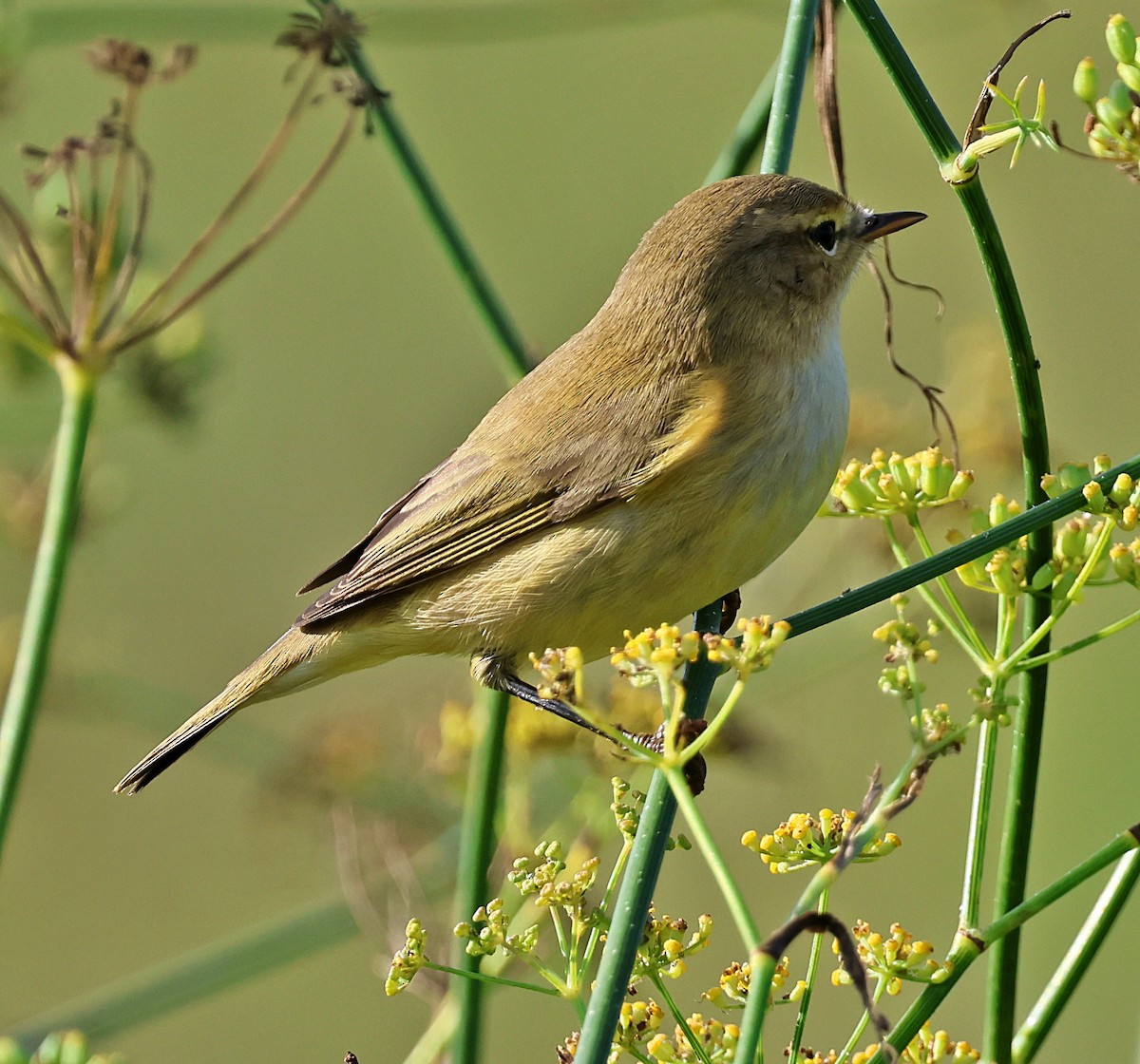 Common Chiffchaff - ML643748887